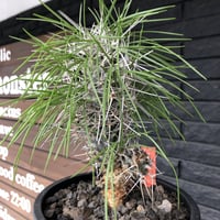 didierea  madagascariensis《M size》Ｗ-he'd株（二分頭）※激希少株※シルバーの棘に覆われたイカした奴　※mad  black  pot植え