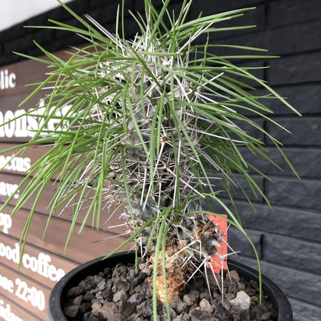 didierea  madagascariensis《M size》Ｗ-he'd株（二分頭）※激希少株※シルバーの棘に覆われたイカした奴　※mad  black  pot植え