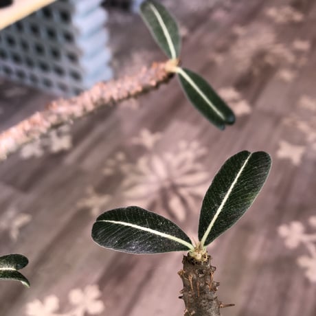 packypodium  cactipes《L L  size》※現地球発根済株‼︎※驚愕価格‼️※大変bigなカクチペス‼︎