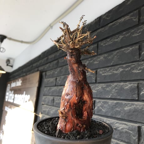 mestoklema tuberosum《M size》※現地球発根後店主国内管理4年株※栗のようなツヤ深き綺麗肌&エグれ傷が堪らなく冬季も動く唯一無二な希少灌木※mad black pot植え