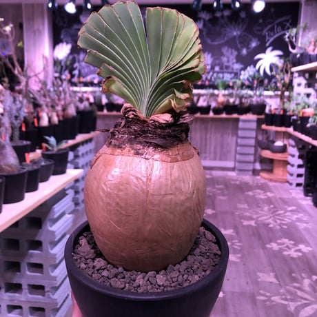 boophane   disticha  《 L size》※驚愕‼︎ヤバすぎるbig球体美肌株‼︎※mad black bowl pot植え