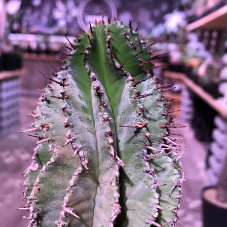 euphorbia    horrida《L  size》※現地球発根済株‼︎※大変立派なホリダ‼︎子吹き易いので成長が楽しみなカッコイイ一株‼︎※mad black pot植え