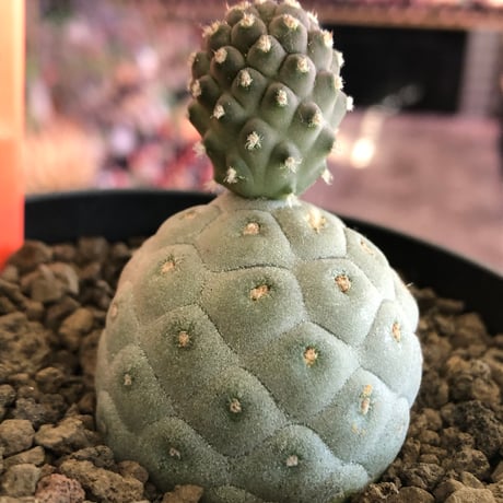 tephrocactus geometricus 《M size》※現地球株カキ仔発根済※①丸々とかわいく綺麗な玉型維持のカキ仔※black bowl pot植え