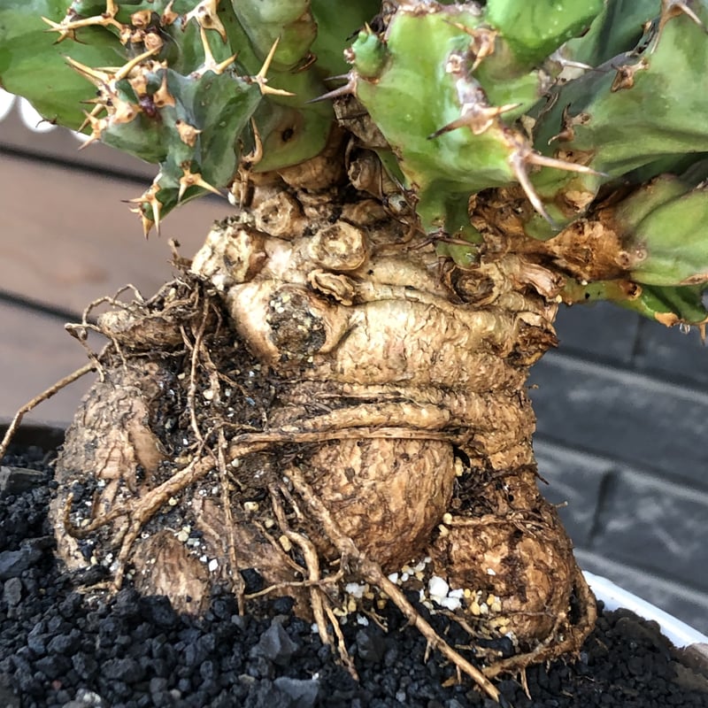 euphorbia tortirama（XL size）※現地球株発根済（店主所有株）※この上