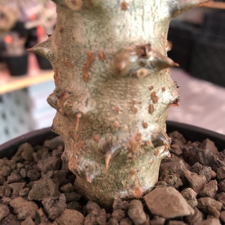 pachypodium  baronii《大きめM size》※激希少‼︎現地球発根済株※現地らしい荒いstuds棘に肌質‼︎weight低めな良樹形株※mad black pot植え
