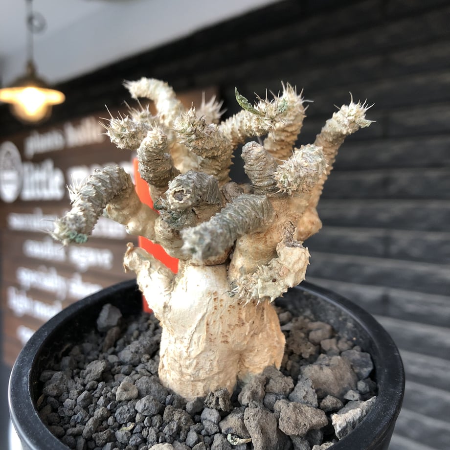 61a47be87d278d6451ae9910
