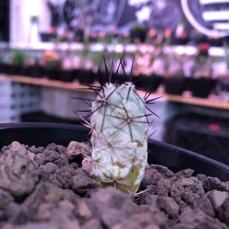 ortegocactus   macdougallii《S size》希少※現地球カキ仔自根株※薄水色肌極美株‼︎※mad black pot植え