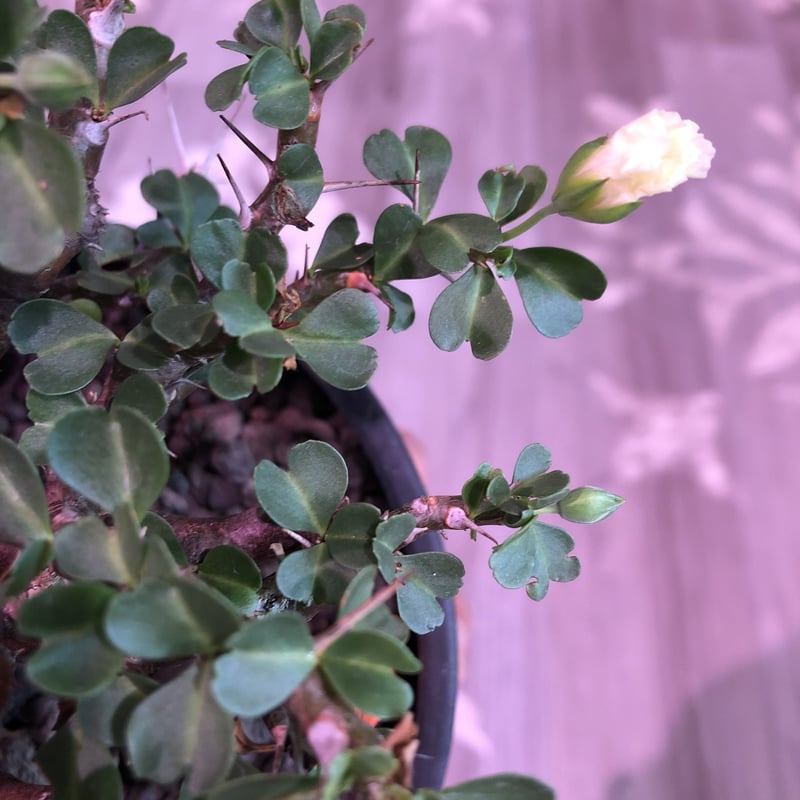 sarcocaulon vanderietiae《L size》※サルコカウロン 希少夏型