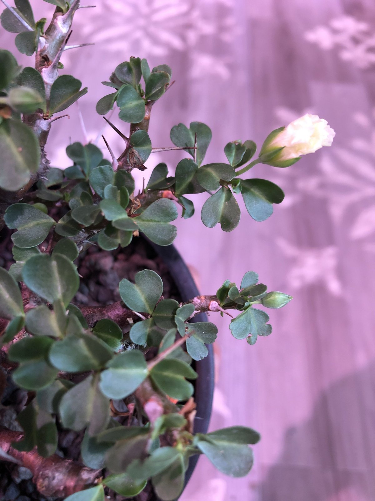 sarcocaulon vanderietiae《L size》※サルコカウロン 希少夏型