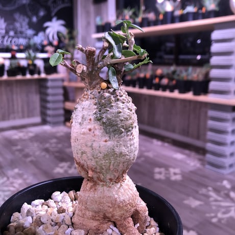 fockea   edulis  火星人