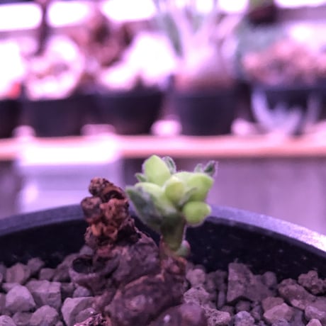 monadenium discoideum《M size 》※現地球発根済株※激希少種‼︎ゴツゴツ肌質が堪らなく、葉とのcontrastが美しすぎる最高な一株‼︎※mad black pot植え