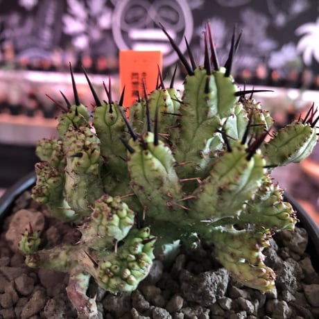 euphorbia enopla《M size》希少モンスト株※鋭い黒棘にこの丈ながらwildな躍動感とweightも低くbalance良きモンスト株‼︎※mad black bowl pot植え