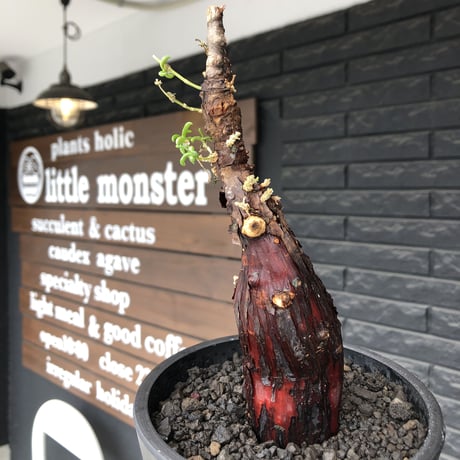 mestoklema  tuberosum《M size》※現地球発根後店主国内管理3年株※朽ちくした赤肌に丸み強き株元なかわいい樹形‼︎冬季も動く唯一無二な希少灌木※mad black pot植え