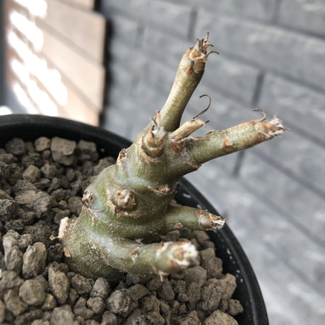 othonna protecta littmon seed🌱《M size》※大切に育て、すくすく育ってくれたぼってり良樹形※mad black pot植え