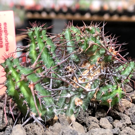 euphorbia golisana《M size》※現地球株発根済※木質化した極太主頭から伸びる良枝振りとコントラストが美しく厳つい棘々しさも堪らない‼︎※black bowl pot植え
