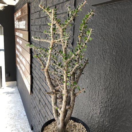 alluaudia    comosa《XL size》