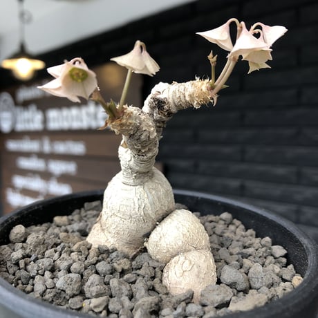 euphorbia cremersii《 L size》※現地球発根後店主国内管理2年株※極白肌なとびきり美しい塊根を持つbalance良き低重心株‼︎※mad black bowl pot植え