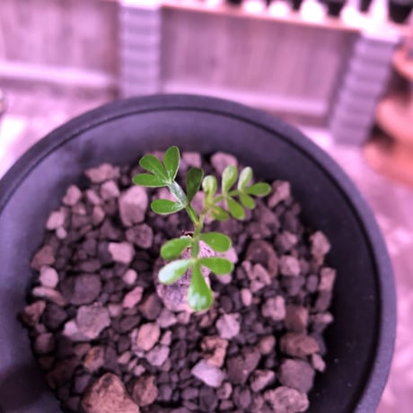 opercullicarya   packypus  littmon  seed🌱《実生3年半株》