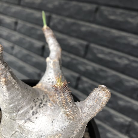 pachypodium  gracilius《M size》極美肌&短枝ぼってり樹形※現地球発根後店主国内管理3年株※美肌でとびきりぼってりな良樹形グラキ※mad black pot植え