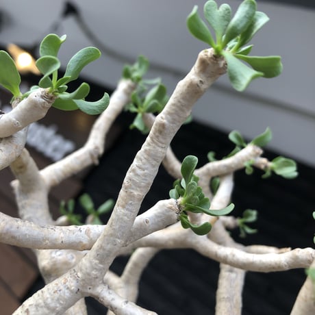 othonna furcata《 L size》極白肌良樹形※現地球発根後店主国内管理5年株※極美白肌且つ丁度良きサイズ感の良樹形株※mad black pot植え