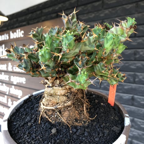 euphorbia tortirama（XL size）※現地球株発根済（店主所有株）※この上なき極太株&葉もスクリューし躍動感半端なき大株※mad brown marble bowl pot植え