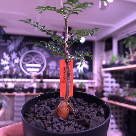 opercullicarya   packypus  littmon  seed🌱 《２年半株》balance良く装い良き一株‼︎　※（限定３株）