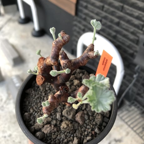 pelargonium  mirabile《M size》※現地球店主国内管理4年株※愛おしく堪らない冬型の人気者‼︎幹太め良枝振り※mad black pot植え