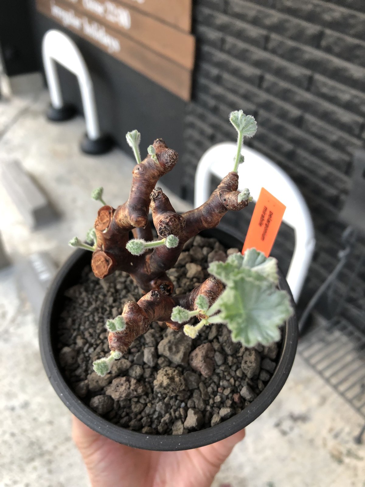 pelargonium mirabile《M size》※現地球店主国内管理4年株※愛