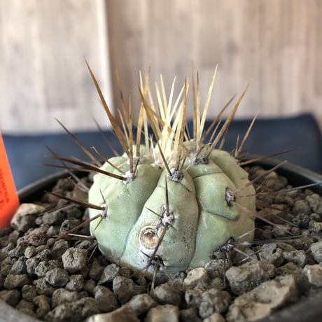 copiapoa   cinerea  長刺白棘黒王丸《小さめM size》希少※現地球株カキ仔自根株‼︎※mad black bowl pot植え
