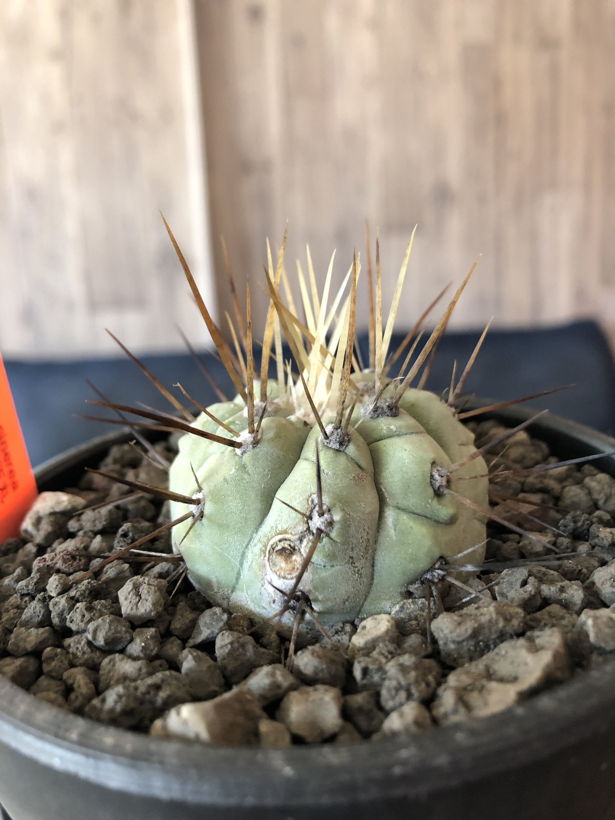 copiapoa cinerea 長刺白棘黒王丸《小さめM size》希少※現地球株カキ