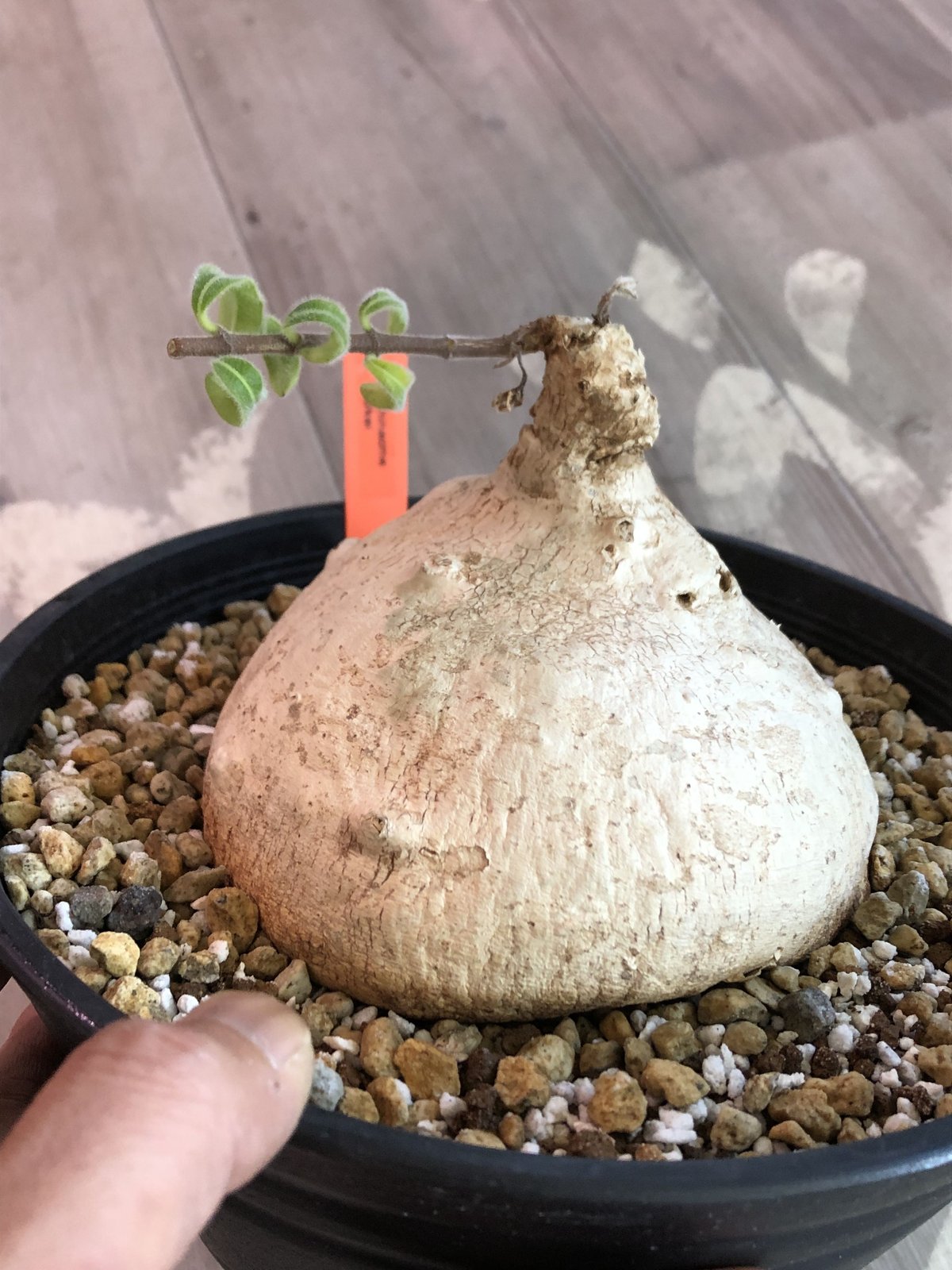 raphionacme burkei《L size》希少株‼︎ | plants holi