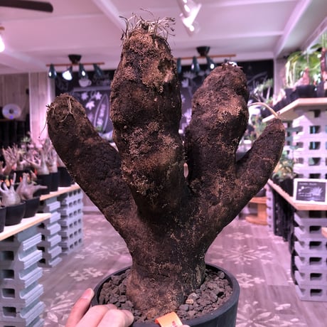 xerophyta  trichophylla《L size》※最強靭株‼︎再来‼︎　限定1株　※mad black pot植え