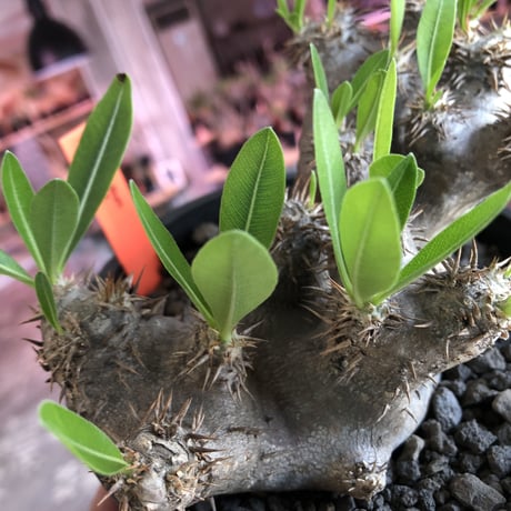 packypodium brevicalyx《M size》※発根済み株  店主オススメ株‼︎   mad  black  pot植え