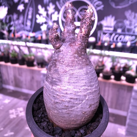 packypodium  gracilius《大きめS  size》※現地球発根済み株‼︎  ※落葉しても樹形の良さは健在‼︎※mad black pot植え※限定１株