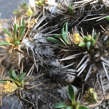 euphorbia  guillauminiana《極太LL size》※現地球発根後店主国内管理7年株※激極太幹&躍動する枝振りが堪らない大株※mad black bowl pot植え