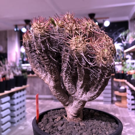 euphorbia    guillauminiana《L L  size》※現地球発根済株※幹は極太‼︎且つ躍動感半端なき枝数の驚愕ギラウミ‼︎※mad black pot植え