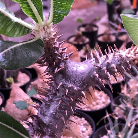 packypodium  roslatum  var.horombense《L L size》※発根済み株