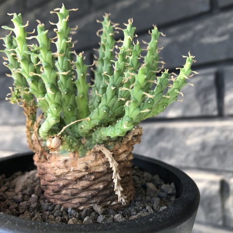 euphorbia gorgonis《M size》※現地球発根後店主国内管理3年株※人気🐙タコもの‼︎美多肉質葉&木質wild塊根の二面性が魅力※mad  black  pot植え
