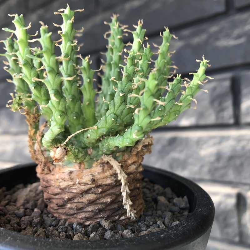 euphorbia gorgonis《M size》※現地球発根後店主国内管理3年株※人気🐙タ