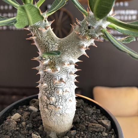 pachypodium tackyi《M size》希少種※littmon seed 4年株※白く美しくちぢれ葉が堪らなくかわいすぎる一株※mad black bowl pot植え