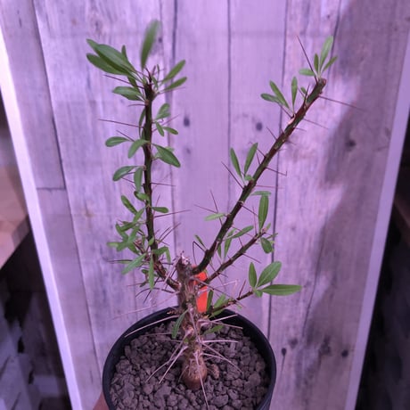 fouquieria  purpusii《M size》 ※希少株  ※幹の模様が特徴な人気種　※限定2株