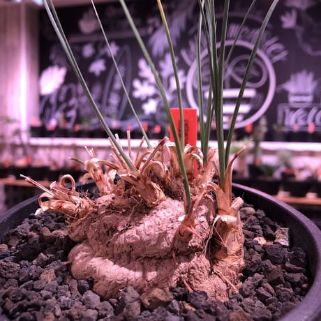 calibanus hookeri（大きめM size）※現地球発根済株※店主国内管理5年株※大変育てやすく地植えも可能な強靭フーケリー‼︎※mad black pot植え