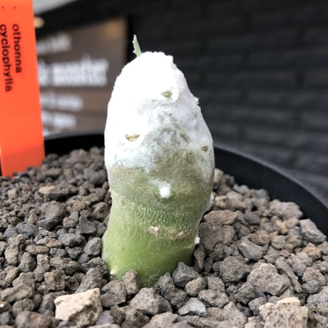othonna   cyclophylla《大きめS size》※littmon seed🌱※白く丸々とした可愛さからの今後の成長と表皮の変色も楽しめる一株※mad black bowl pot植え