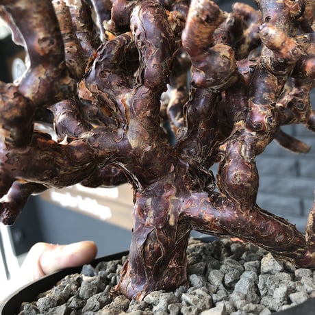 pelargonium  mirabile《L L size》※国内10年 店主管理株‼︎ mad black pot植え