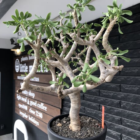 othonna  furcata《XL size》大株最高樹形※現地球発根後店主国内管理10年株※極めて美しい白肌にこの上なき枝振りな渾身の一株※mad black bowl pot植え