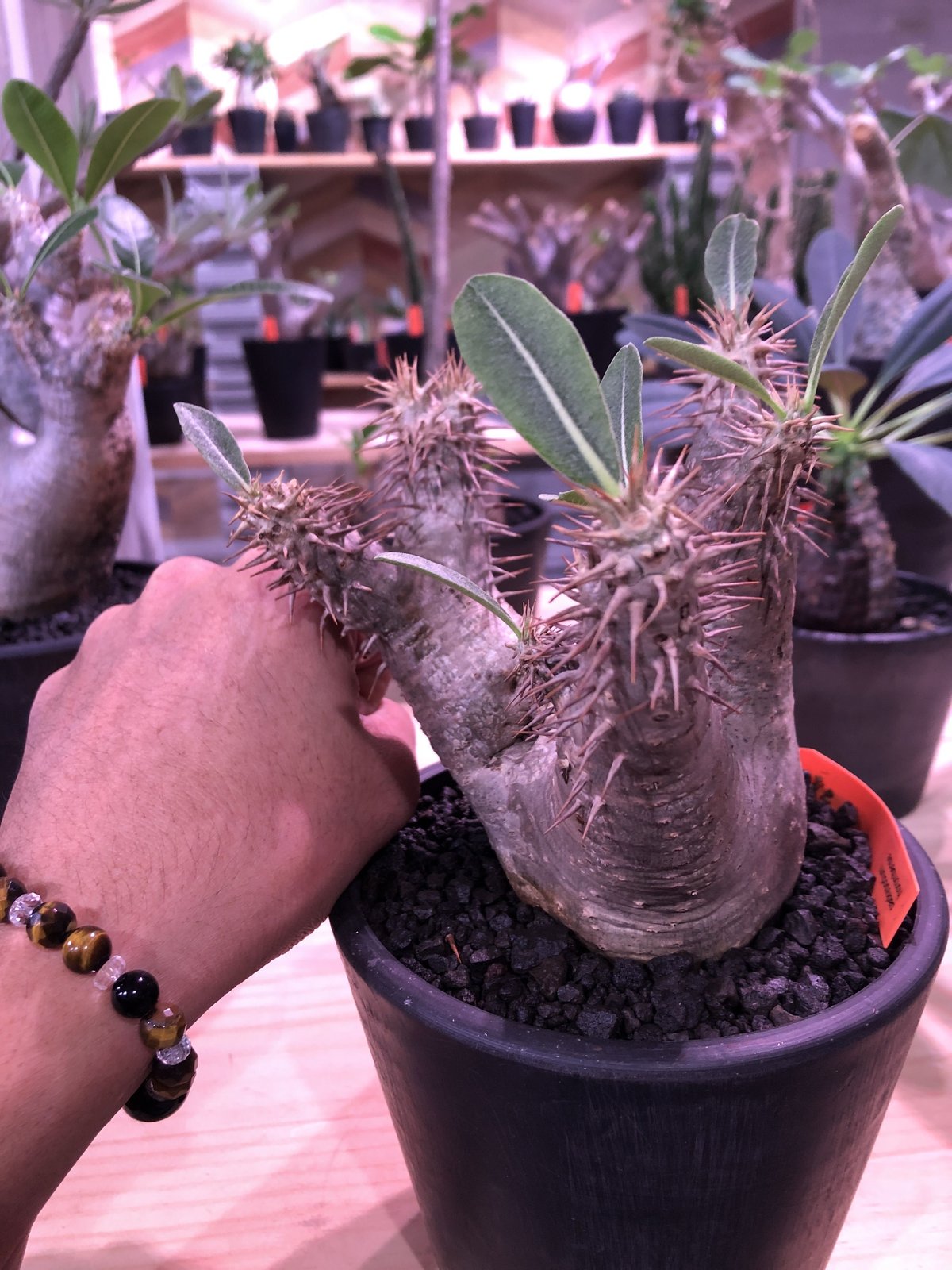 ホロンベンセ　現地球 packypodium horombense《M size》※現地球発根済み株‼︎ ※A面b