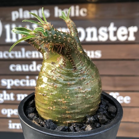 packypodium  gracilius《小さめM size》希少‼︎極green肌※現地球発根済株※店主国内管理4年株※大変ぼってり樹形且つ極green肌株※mad black pot植え