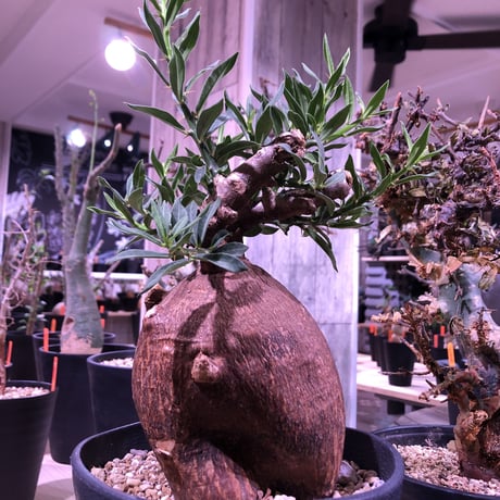 packypodium   bispinosum《M  size》