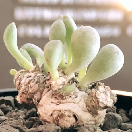 othonna clavifolia《小さめM size》激希少※現地球発根後店主国内管理2年株※個体激減し輸入厳しい中、小振りでも将来有望な低重心な良樹形※mad black pot植え
