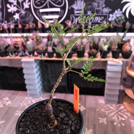 opercullicarya  packypus   littmon  seed🌱 《5年株》幹も太く‼︎&枝振り樹形&balance良きパキプス※mad black bowl pot植え※限定3株